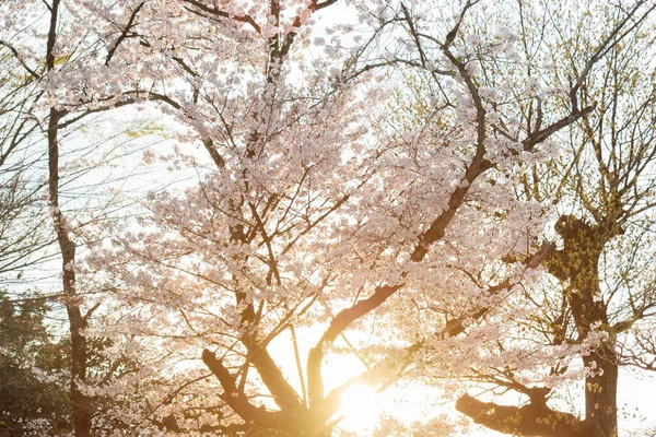 Розовая Вишня Расцветает Полную Силу Розовая Японская Сакура — стоковое фото