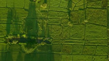 Tayland 'da kırsal köyü olan kırsal arazi ve pirinç tarlası manzarası.