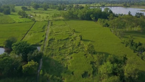 タイの農村と田園風景の田園風景や水田の空中ビュー — ストック動画