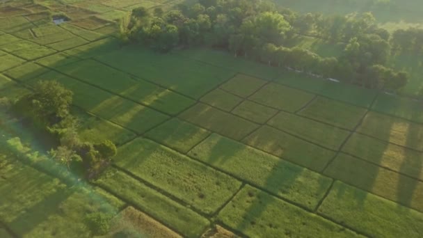 Tayland Kırsal Köyü Olan Kırsal Arazi Pirinç Tarlası Manzarası — Stok video