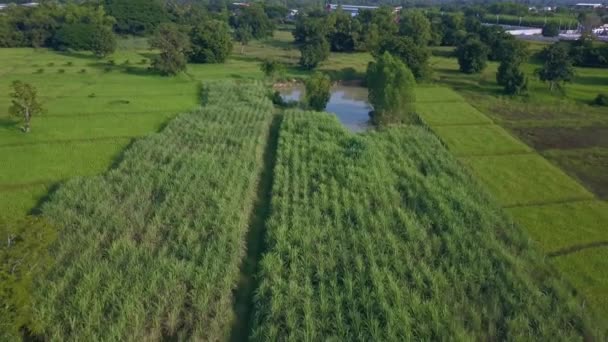 Vista Aérea Paisagem Rural Campo Arroz Com Aldeia Rural Tailândia — Vídeo de Stock