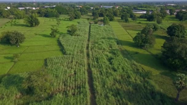 Flygfoto Över Landskap Landsbygd Och Risfält Med Landsbygden Byn Thailand — Stockvideo