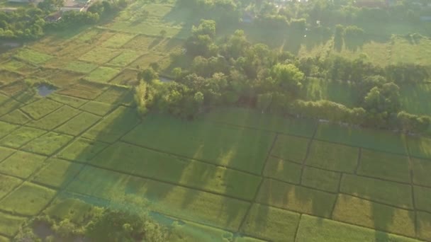 Tayland Kırsal Köyü Olan Kırsal Arazi Pirinç Tarlası Manzarası — Stok video