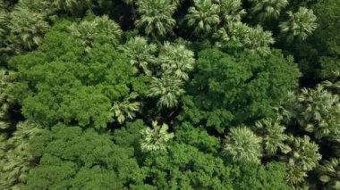 Gökyüzü manzaralı orman ağacı, yağmur ormanı ekosistemi ve sağlıklı çevre konsepti ve arka plan, yukarıdan Wat Kham Chanot görünümü.