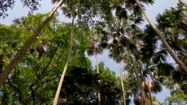 Wat Kham Chanot Inserisci Albero Forestale Vista Ecosistema Della Foresta — Video Stock