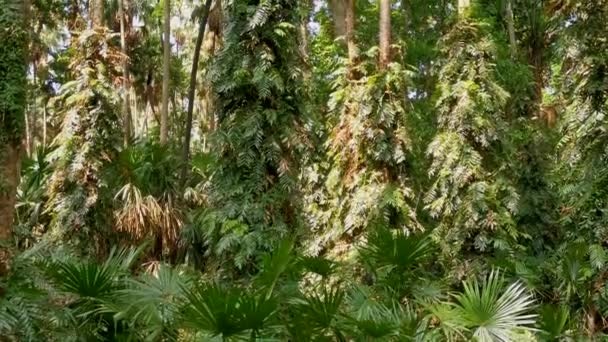 Wat Kham Chanot Inserir Árvore Floresta Vista Ecossistema Floresta Tropical — Vídeo de Stock