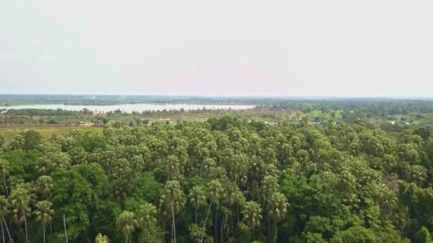 从空中俯瞰森林树 雨林生态系统和健康环境的概念和背景 Wat Kham Chanot从上而下的观点 — 图库视频影像