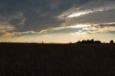 Buğday alan sarı günbatımı arka plan üzerinde