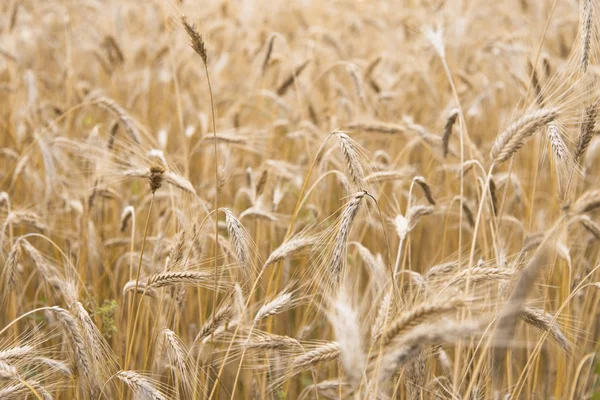 Tarlada buğday kulakları büyüyor.