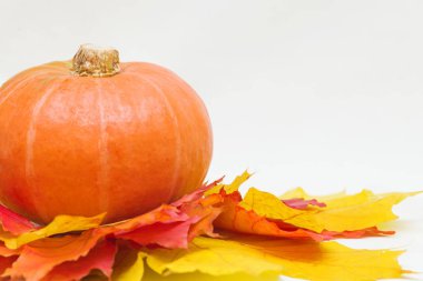 kabaklar ve yaprakları