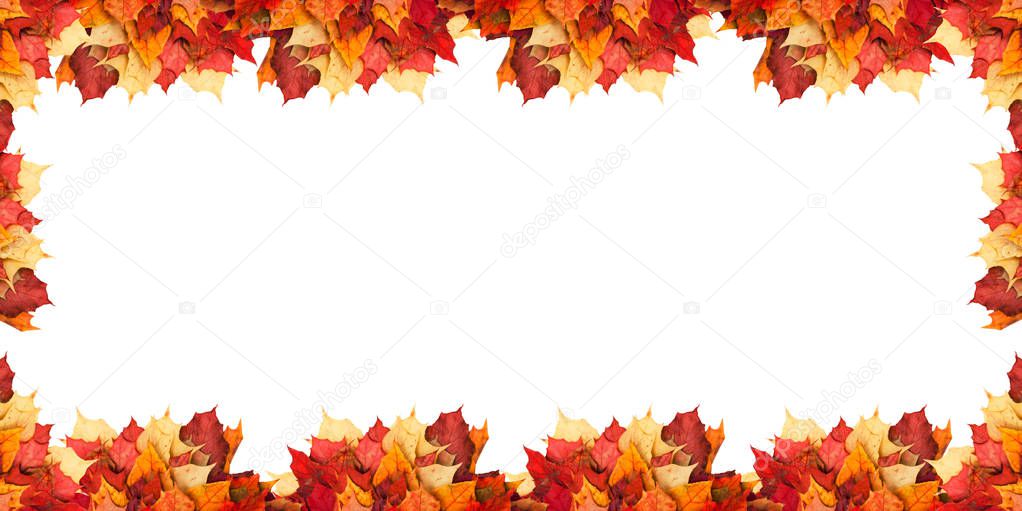 Maple leaves located next to each other on a white background