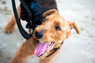 Welsh korkunç köpek hayat sahiptir