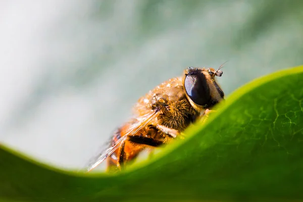 Uma vespa fofa de imersão em uma folha verde — Fotografia de Stock