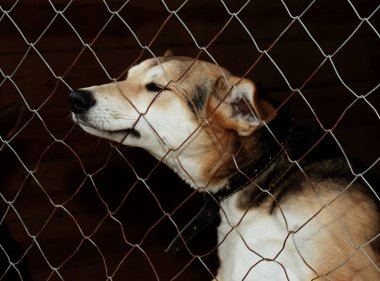 Köpek--dan sığınak