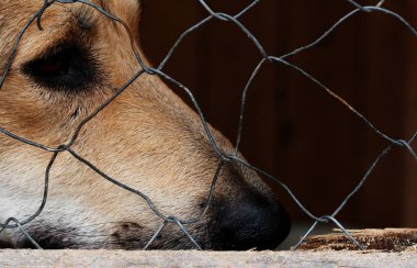 Köpek--dan sığınak