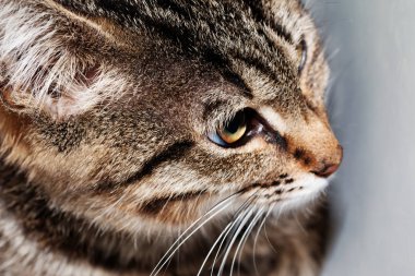 Belgili tanımlık kedi--dan sığınak