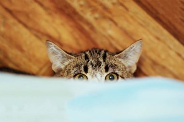 Belgili tanımlık kedi--dan sığınak