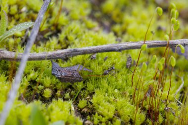 Karıncalar, çiğ damlaları ile yosun