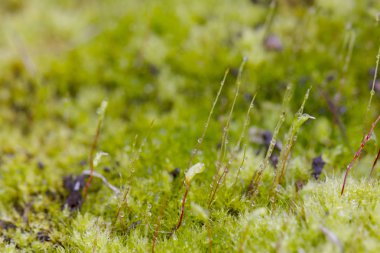 Orman yosun çiy damlaları