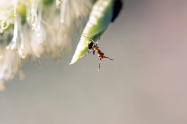 Karıncalar üzerinde orman ve yeşil yosun doğada