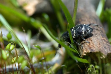 Weevil closeup büyük gözler, yeşil yosun