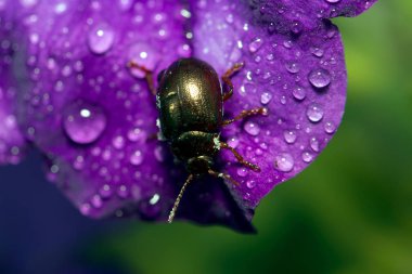 Metalik yeşil böcek üzerindeki yaprak