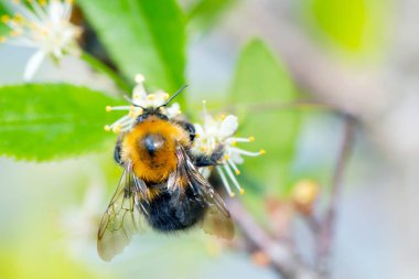 Arı polen kırmızı dahlia flowe toplama bumble