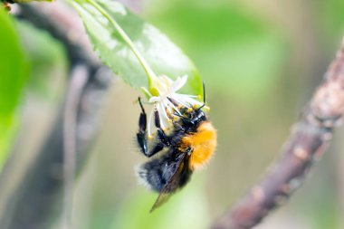 Arı polen kırmızı dahlia flowe toplama bumble
