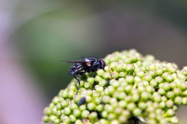 Papatya üzerinde oturan sinek. Makro fotoğraf. Beyaz çiçek. B yaşam