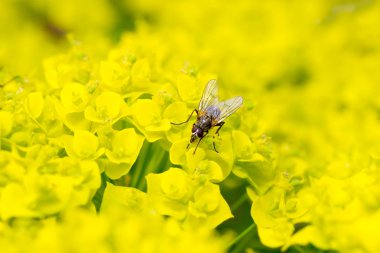 Papatya üzerinde oturan sinek. Makro fotoğraf. Beyaz çiçek. B yaşam