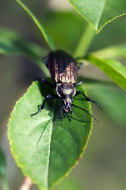 Böcek, zemin böcek doğa, yeşil yosun makro üzerinde