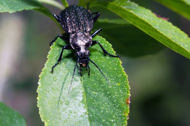 Böcek, zemin böcek doğa, yeşil yosun makro üzerinde