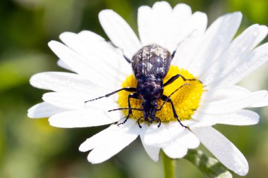 Böcek, zemin böcek doğa, yeşil yosun makro üzerinde