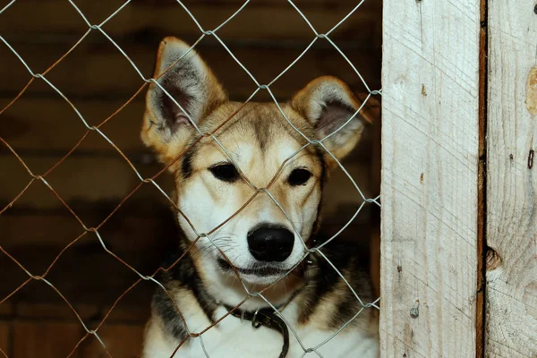 Cane dal rifugio — Foto Stock