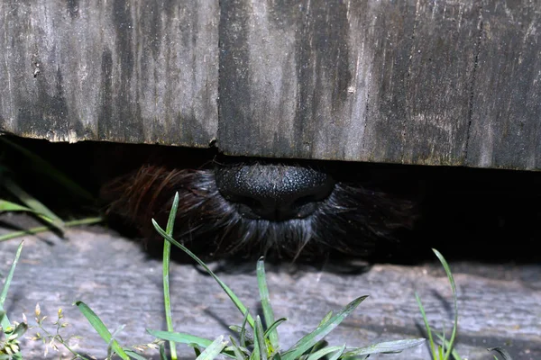Nez et clôture du chien — Photo
