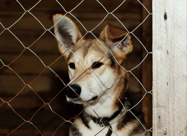 Cão do abrigo — Fotografia de Stock