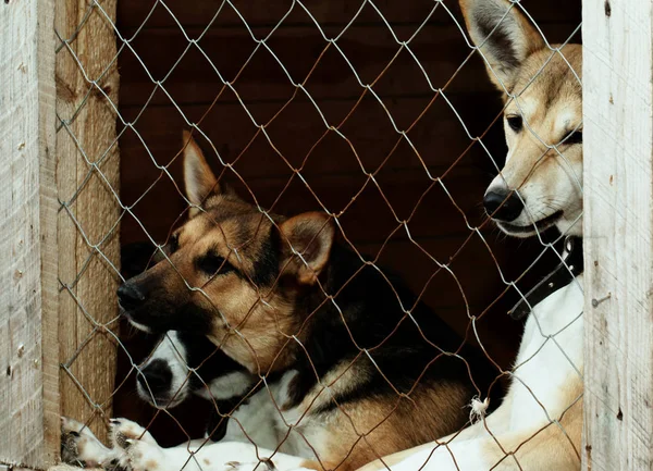 Cão do abrigo — Fotografia de Stock