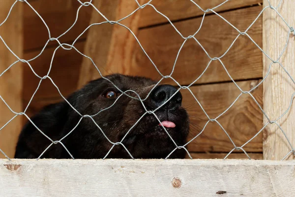 Cão do abrigo — Fotografia de Stock