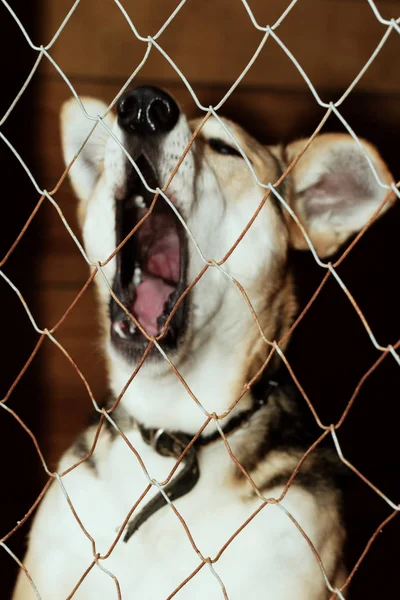 Собака из укрытия — стоковое фото