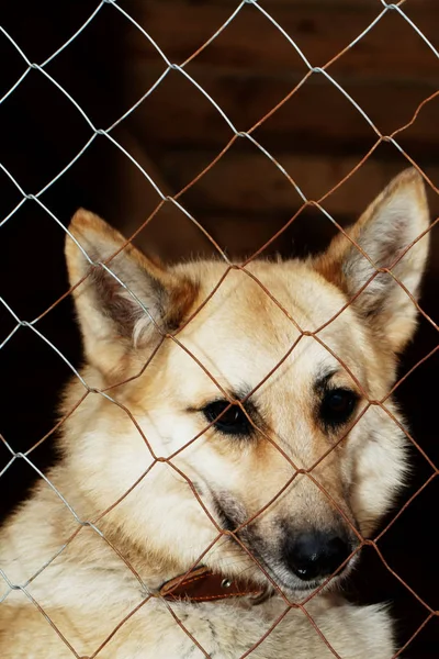 Cão do abrigo — Fotografia de Stock