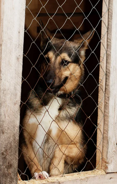 Cão do abrigo — Fotografia de Stock