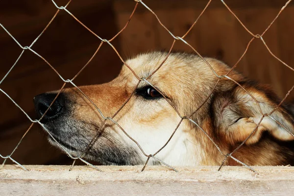 Cão do abrigo — Fotografia de Stock