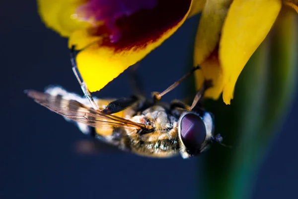 Um hornet fofo e néctar doce — Fotografia de Stock