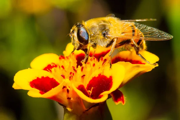 Jantar de néctar doce de uma vespa fofa — Fotografia de Stock