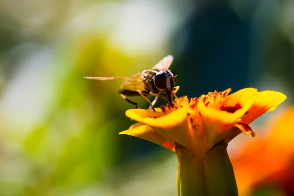 Aterragem de vespas — Fotografia de Stock