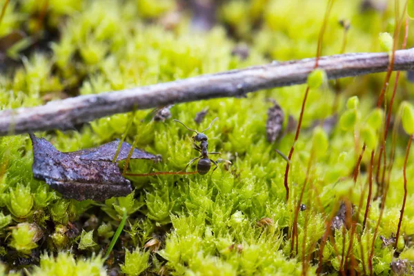 La hormiga en el musgo — Foto de Stock