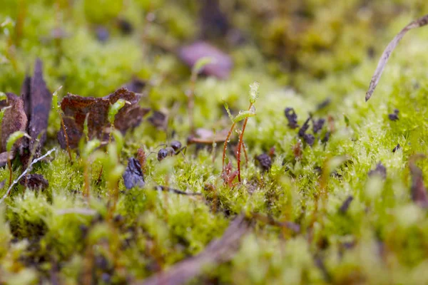 The ant macro in the moss after the rain — Stock Photo, Image