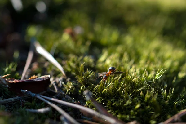 Ants on nature in the forest and green moss — Stock Photo, Image