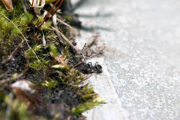 Ants on nature in the forest and green moss — Stock Photo, Image