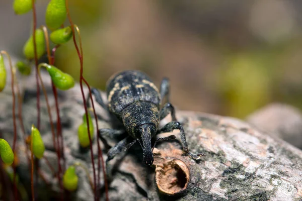 Weevil closeup with great eyes, Green moss — Stock Photo, Image